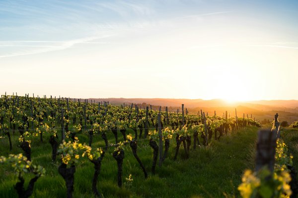 Comment organiser une visite des vignobles en Valais, Suisse?